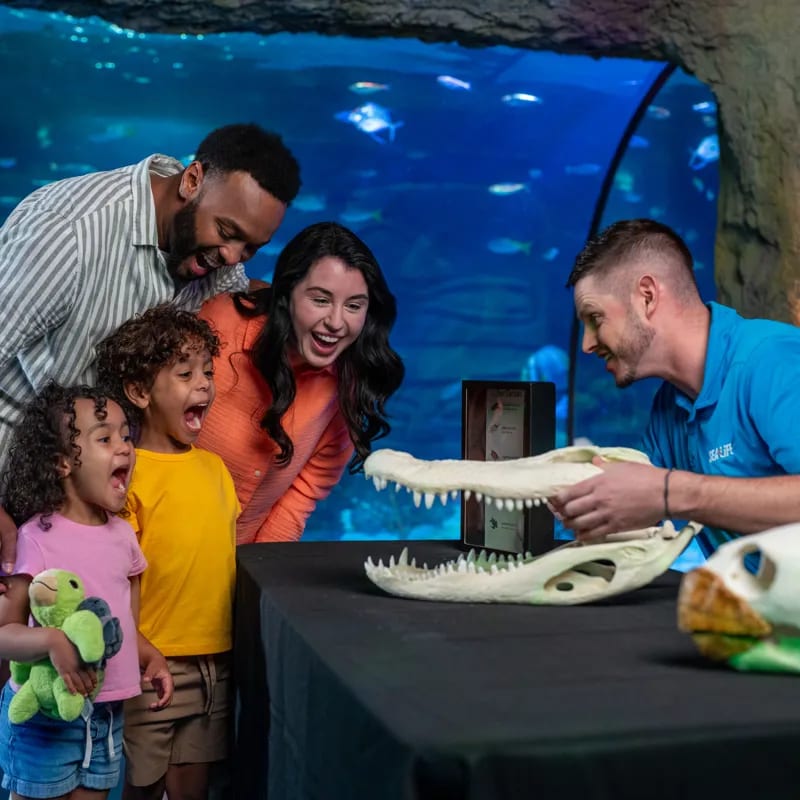 Summer of Sharks at SEA LIFE Orlando
