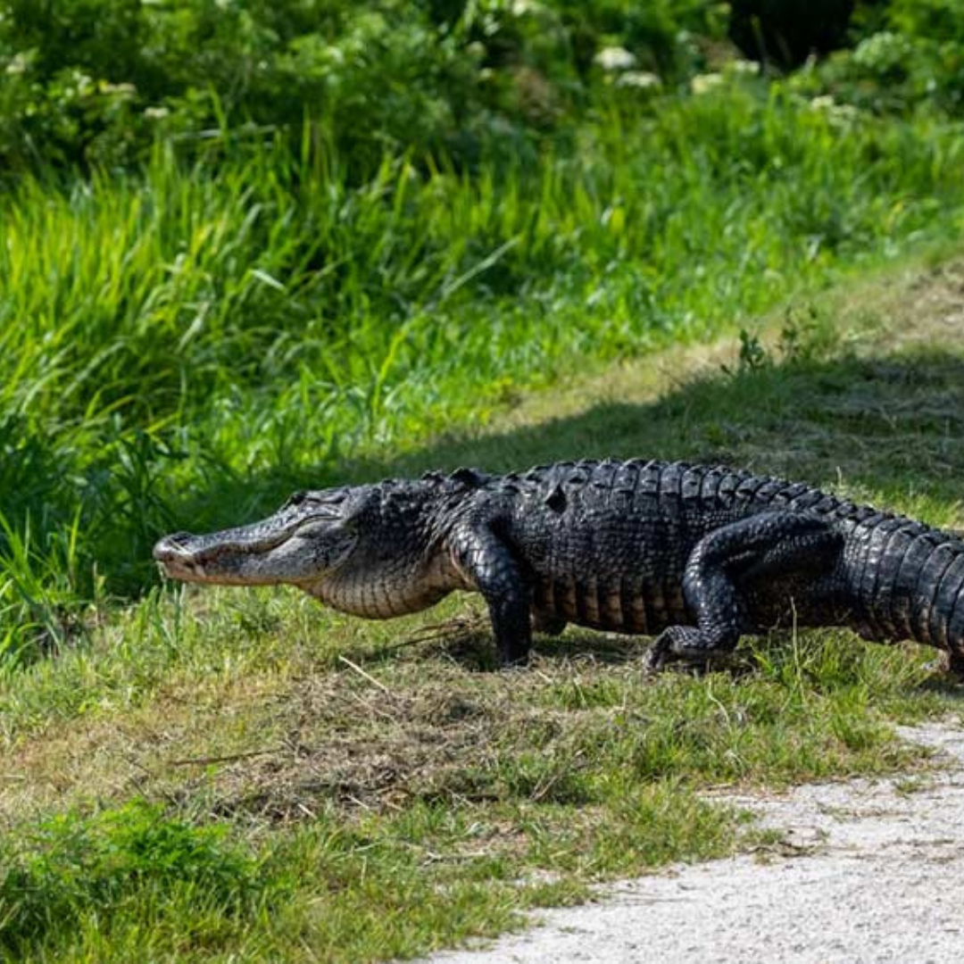 Lake Apopka Wildlife Drive