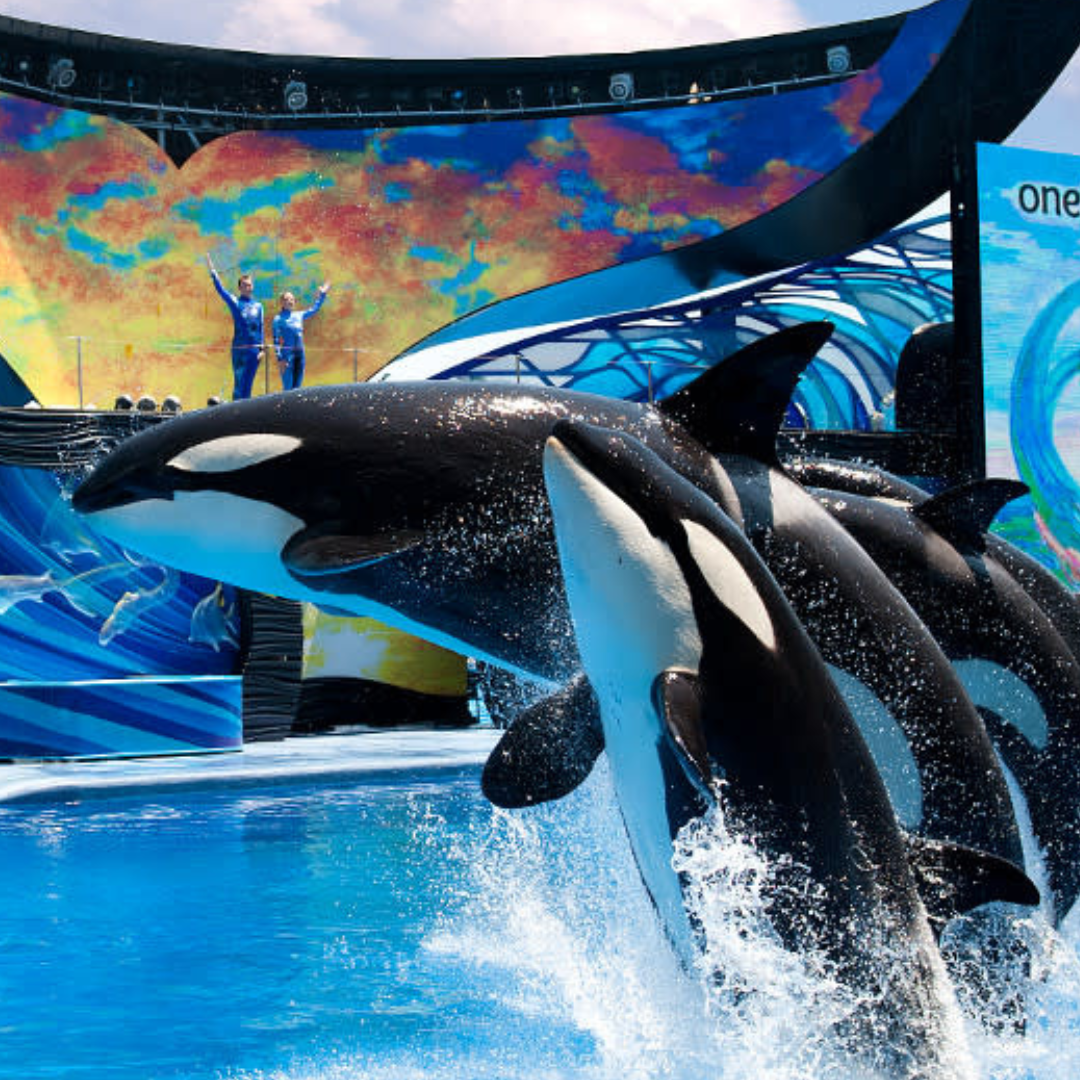 SeaWorld Orlando